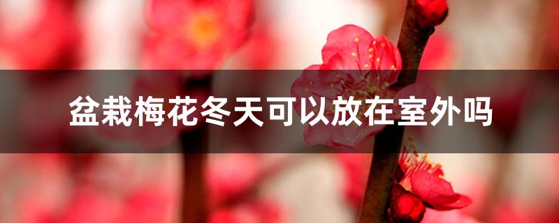 盆栽梅花冬天可以放在室外吗 盆栽梅花冬天可以放在室外吗
