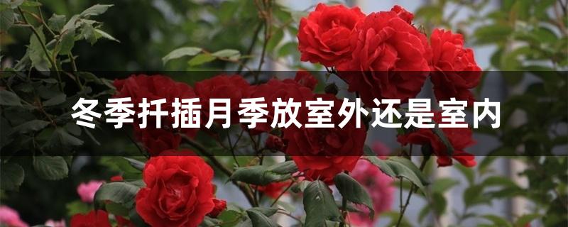 冬季扦插月季放室外还是室内 冬季扦插月季放室外还是室内