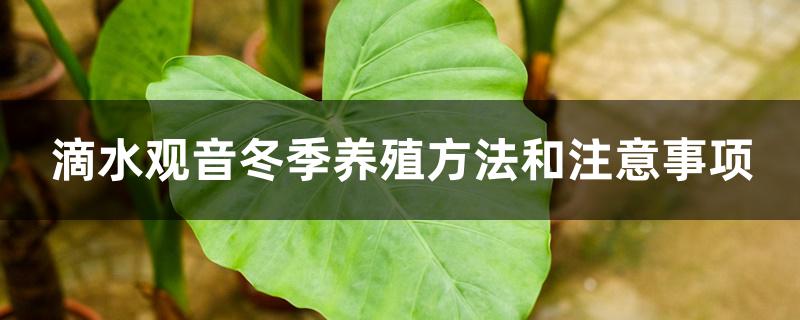 滴水观音冬季养殖方法和注意事项 滴水观音冬季养殖方法和注意事项