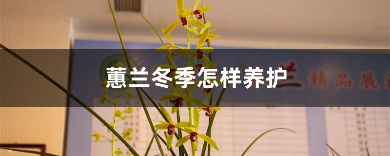 蕙兰冬季怎样养护 蕙兰冬季怎样养护