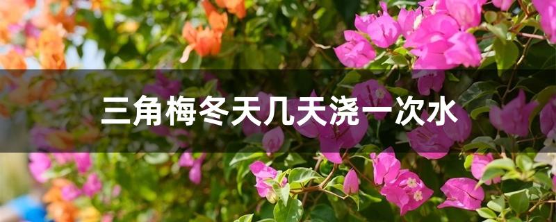 三角梅冬天几天浇一次水 三角梅冬天几天浇一次水