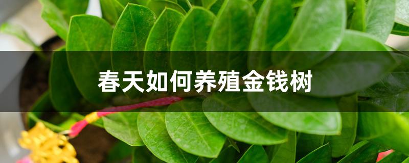春天如何养殖金钱树