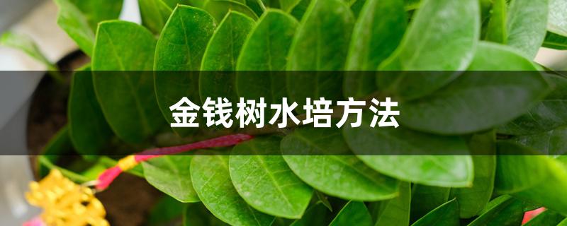 金钱树水培方法 金钱树水培方法
