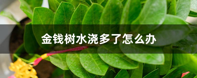金钱树水浇多了怎么办 金钱树水浇多了怎么办