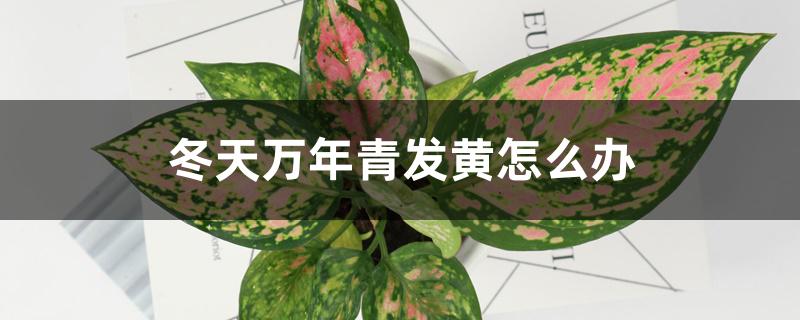 冬天万年青发黄怎么办 冬天万年青发黄怎么办