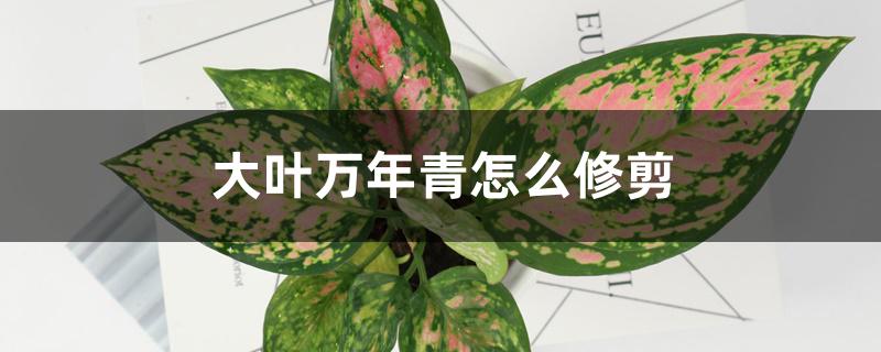 大叶万年青怎么修剪 大叶万年青怎么修剪