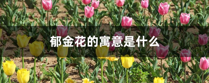 郁金香的寓意是什么 郁金香的寓意是什么
