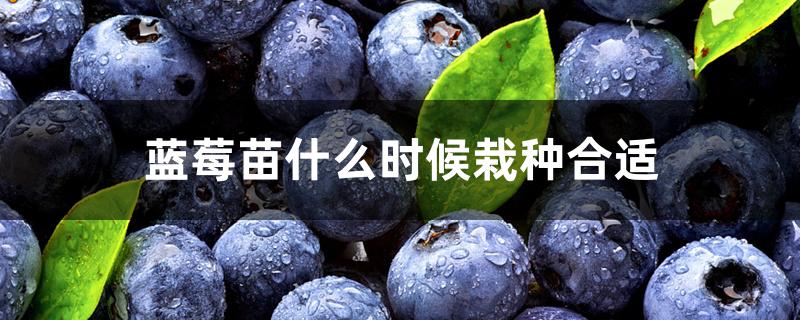 蓝莓苗什么时候栽种合适 蓝莓苗什么时候栽种合适