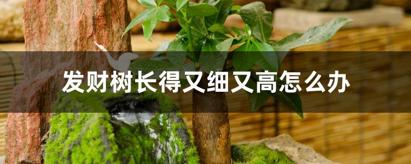 发财树长得又细又高怎么办 发财树长得又细又高怎么办