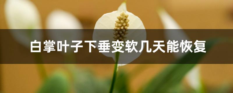白掌叶子下垂变软几天能恢复 白掌叶子下垂变软几天能恢复