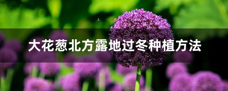 大花葱北方露地过冬种植方法 大花葱北方露地过冬种植方法