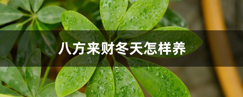 八方来财冬天怎样养 八方来财冬天怎样养