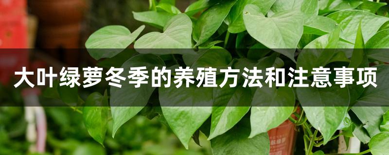 大叶绿萝冬季的养殖方法和注意事项 大叶绿萝冬季的养殖方法和注意事项