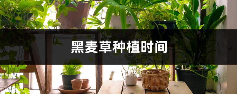 黑麦草种植时间 黑麦草种植时间