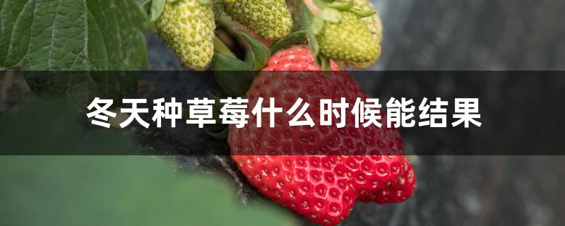 冬天种草莓什么时候能结果 冬天种草莓什么时候能结果