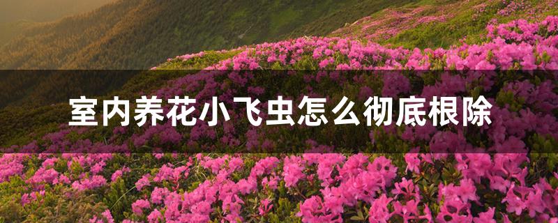 室内养花小飞虫怎么彻底根除 室内养花小飞虫怎么彻底根除