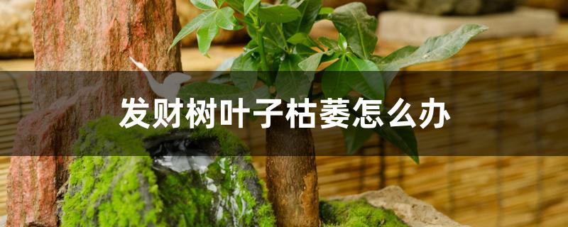 发财树叶子枯萎怎么办 发财树叶子枯萎怎么办