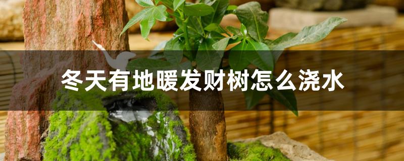 冬天有地暖发财树怎么浇水 冬天有地暖发财树怎么浇水