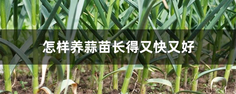 怎样养蒜苗长得又快又好 怎样养蒜苗长得又快又好