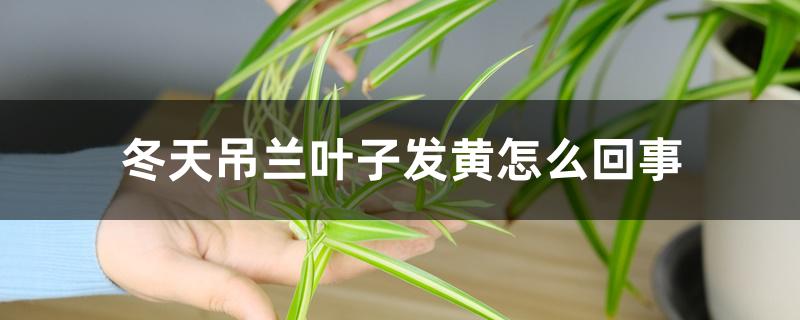 冬天吊兰叶子发黄怎么回事 冬天吊兰叶子发黄怎么回事