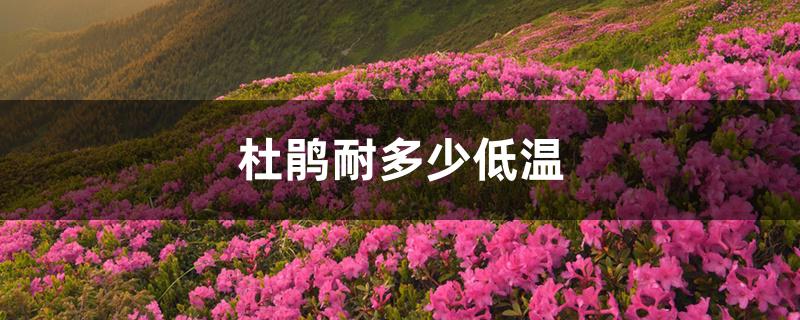 杜鹃耐多少低温 杜鹃耐多少低温