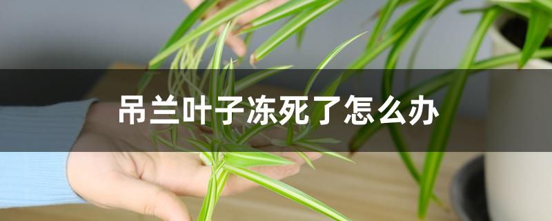 吊兰叶子冻死了怎么办 吊兰叶子冻死了怎么办