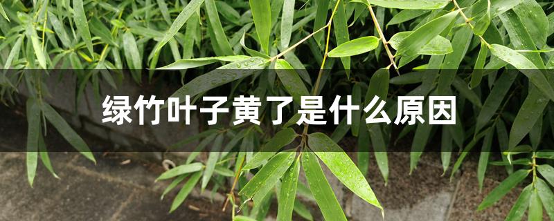 绿竹叶子黄了是什么原因 绿竹叶子黄了是什么原因