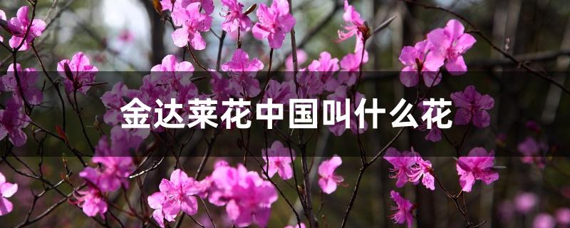 金达莱花中国叫什么花 金达莱花中国叫什么花
