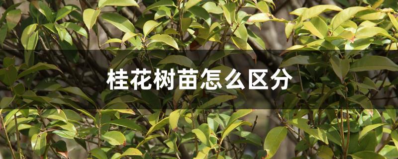 桂花树苗怎么区分 桂花树苗怎么区分