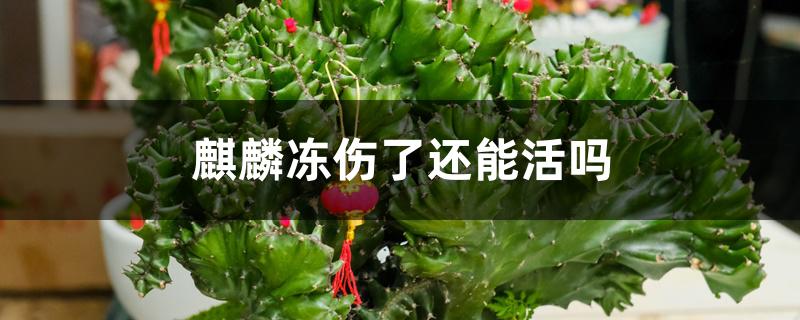 麒麟冻伤了还能活吗 麒麟冻伤了还能活吗