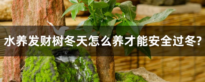 水养发财树冬天怎么养才能安全过冬? 水养发财树冬天怎么养才能安全过冬?