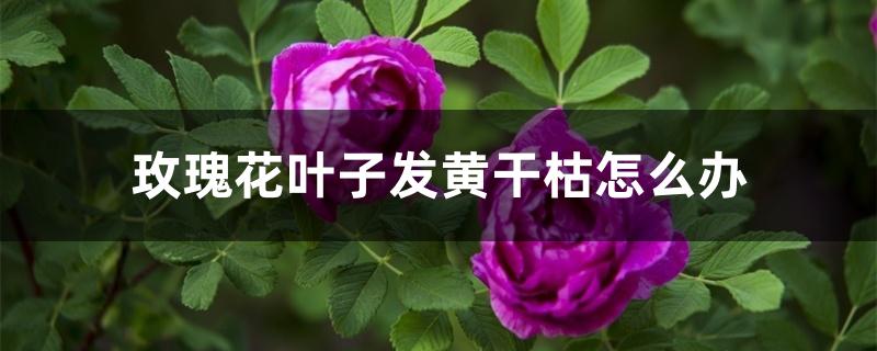 玫瑰花叶子发黄干枯怎么办 玫瑰花叶子发黄干枯怎么办