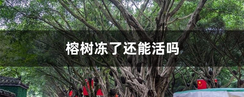 榕树冻了还能活吗 榕树冻了还能活吗