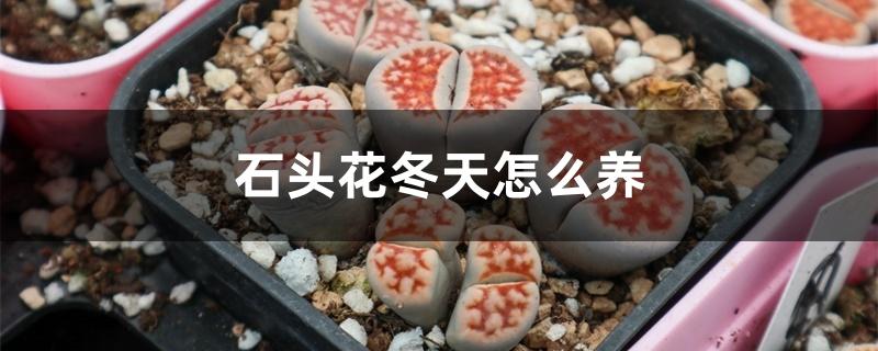 石头花冬天怎么养 石头花冬天怎么养