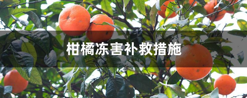 柑橘冻害补救措施 柑橘冻害补救措施