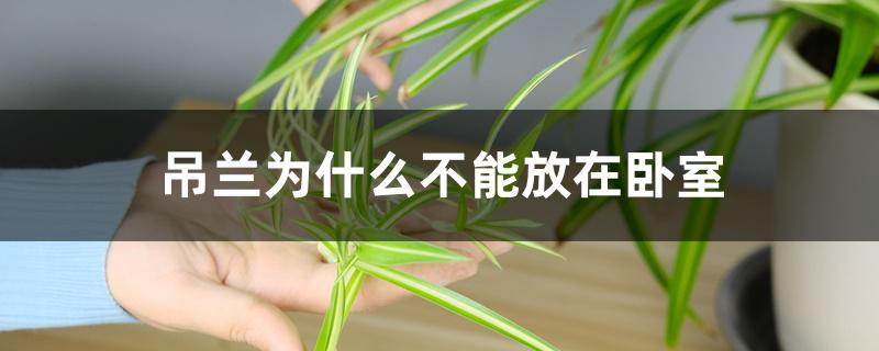 吊兰为什么不能放在卧室 吊兰为什么不能放在卧室