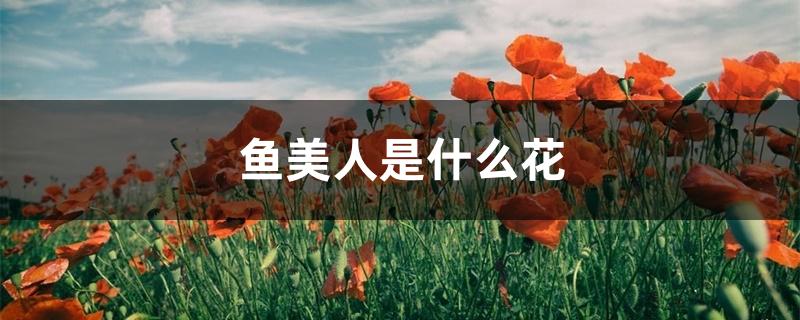 虞美人是什么花 虞美人是什么花