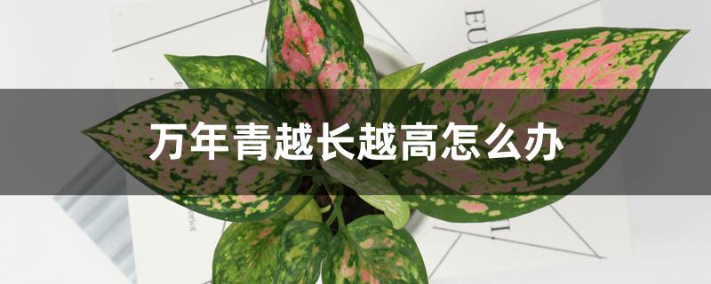 万年青越长越高怎么办 万年青越长越高怎么办