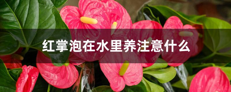 红掌泡在水里养注意什么 红掌泡在水里养注意什么