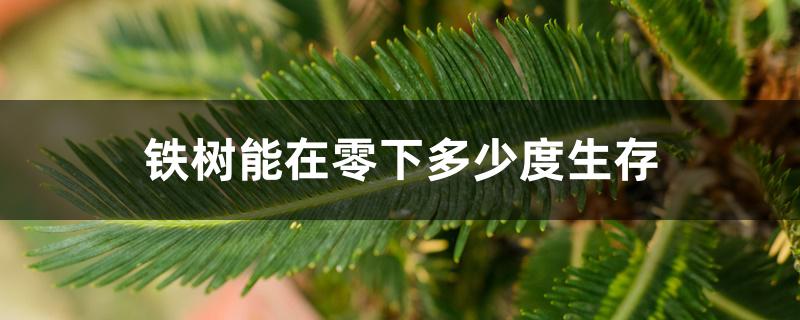 铁树能在零下多少度生存 铁树能在零下多少度生存