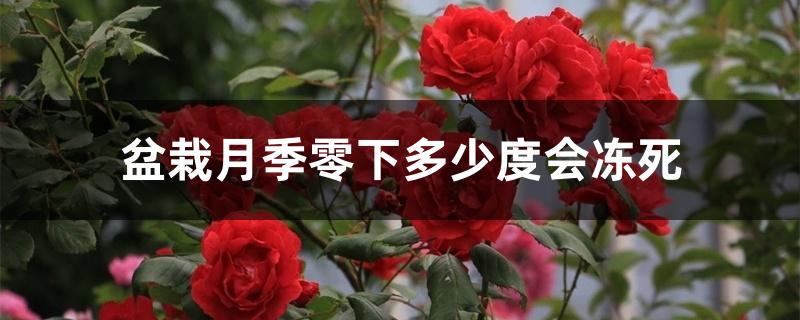 盆栽月季零下多少度会冻死 盆栽月季零下多少度会冻死