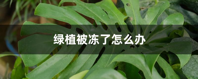 绿植被冻了怎么办