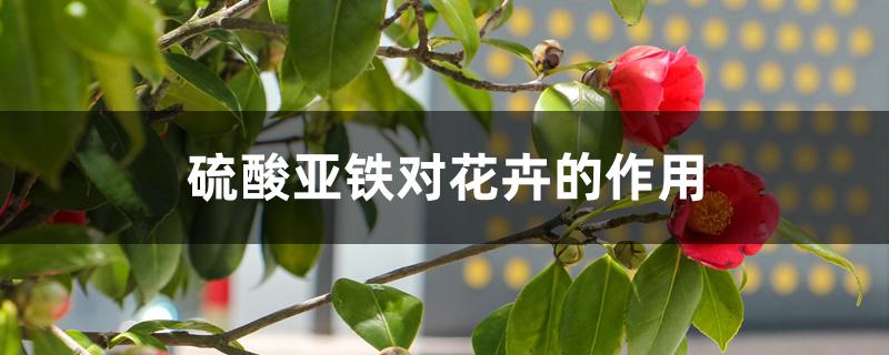 硫酸亚铁对花卉的作用 硫酸亚铁对花卉的作用