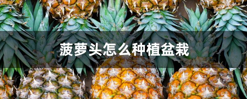 菠萝头怎么种植盆栽 菠萝头怎么种植盆栽