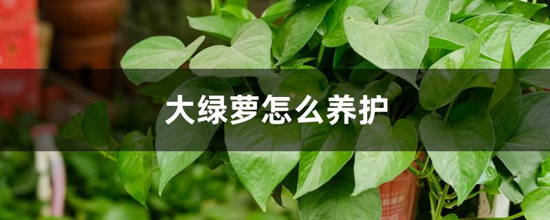 大绿萝怎么养护 大绿萝怎么养护