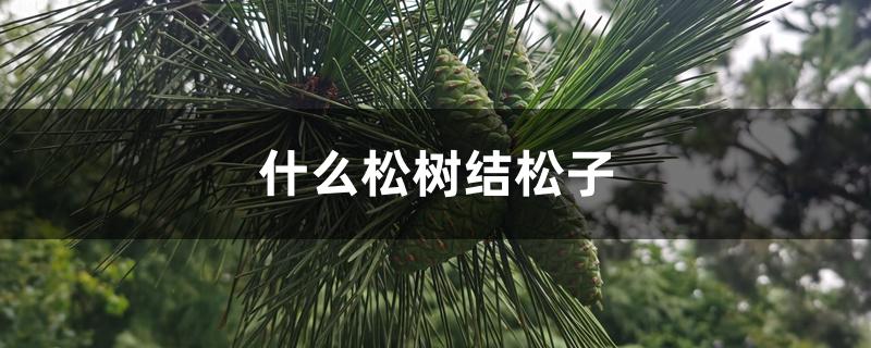 什么松树结松子 什么松树结松子