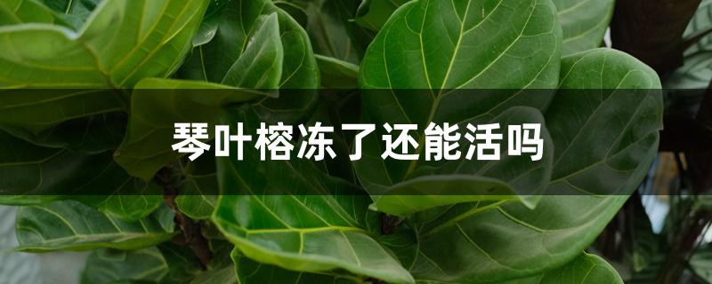 琴叶榕冻了还能活吗 琴叶榕冻了还能活吗