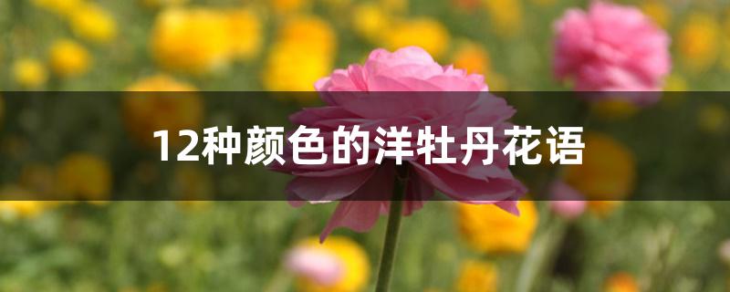 12种颜色的洋牡丹花语 12种颜色的洋牡丹花语