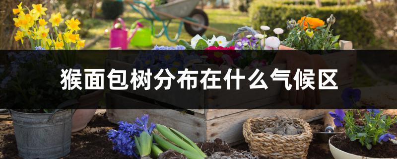 猴面包树分布在什么气候区 猴面包树分布在什么气候区