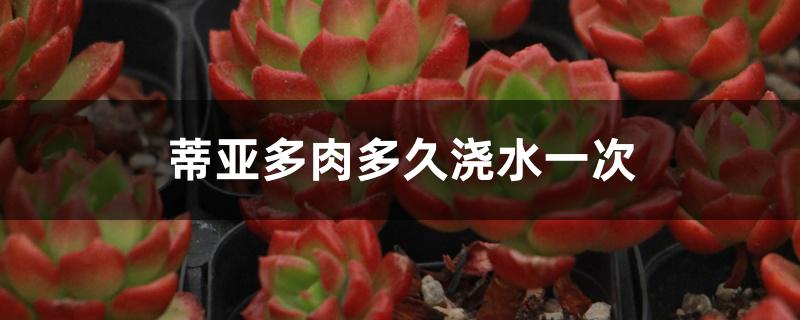 蒂亚多肉多久浇水一次 蒂亚多肉多久浇水一次